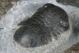 Nileus Armadillo Trilobite - Slemestadt, Norway #181844-4